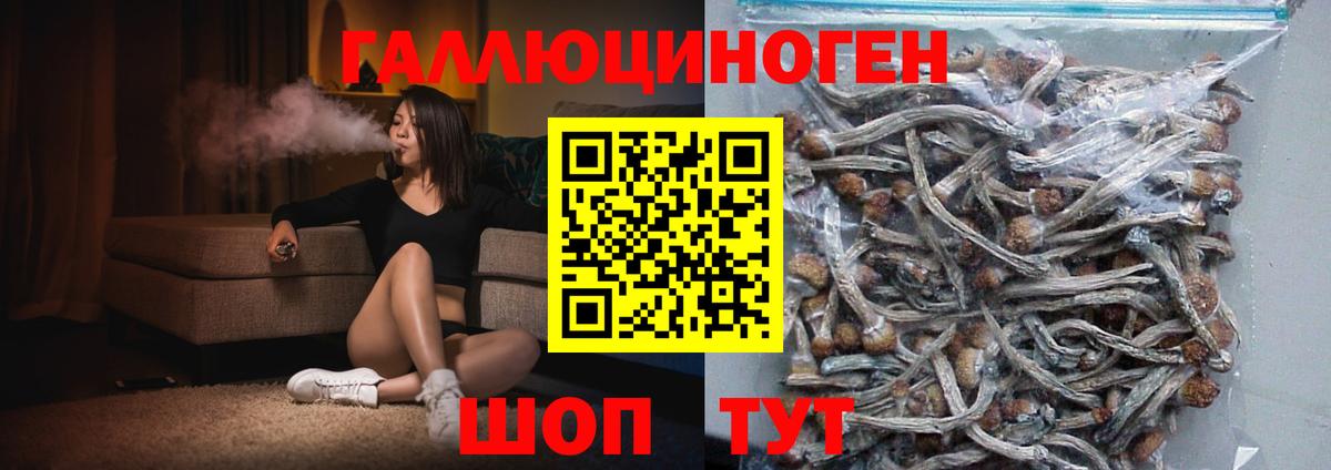 Галлюциногенные грибы Psilocybine cubensis Омск